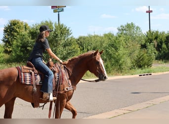 American Quarter Horse, Castrone, 15 Anni, 152 cm, Sauro ciliegia