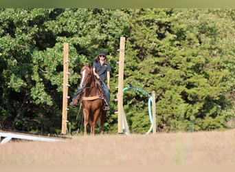 American Quarter Horse, Castrone, 15 Anni, 152 cm, Sauro ciliegia