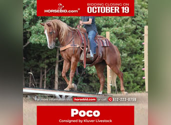 American Quarter Horse, Castrone, 15 Anni, 152 cm, Sauro ciliegia