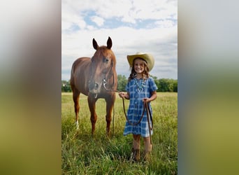 American Quarter Horse Mix, Castrone, 15 Anni, 152 cm, Sauro ciliegia