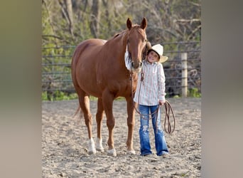American Quarter Horse Mix, Castrone, 15 Anni, 152 cm, Sauro ciliegia