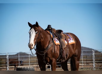 American Quarter Horse, Castrone, 15 Anni, 152 cm, Sauro scuro