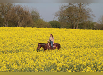 American Quarter Horse, Castrone, 15 Anni, 154 cm, Sauro