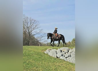 American Quarter Horse, Castrone, 15 Anni, 155 cm, Baio ciliegia