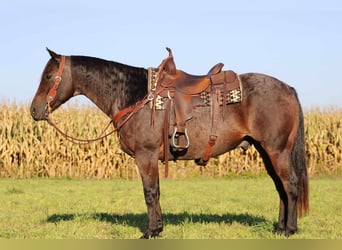 American Quarter Horse, Castrone, 15 Anni, 155 cm, Baio roano