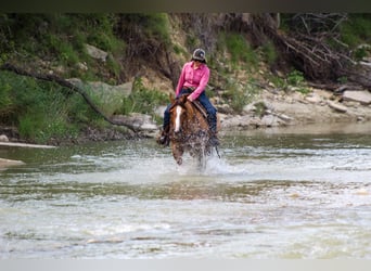 American Quarter Horse, Castrone, 15 Anni, 155 cm, Falbo