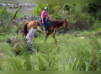 American Quarter Horse, Castrone, 15 Anni, 155 cm, Falbo