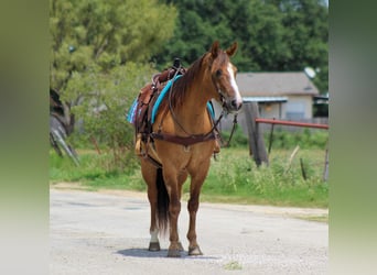 American Quarter Horse, Castrone, 15 Anni, 155 cm, Falbo