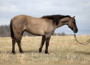 American Quarter Horse, Castrone, 15 Anni, 155 cm, Grullo