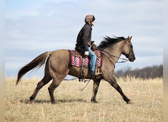 American Quarter Horse, Castrone, 15 Anni, 155 cm, Grullo