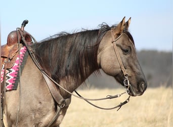 American Quarter Horse, Castrone, 15 Anni, 155 cm, Grullo