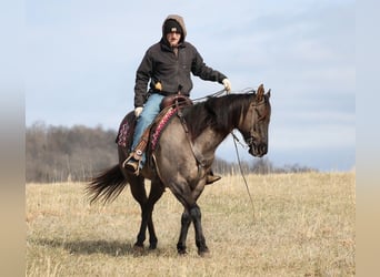 American Quarter Horse, Castrone, 15 Anni, 155 cm, Grullo