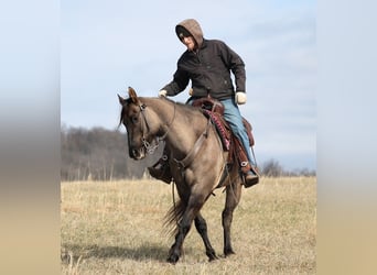 American Quarter Horse, Castrone, 15 Anni, 155 cm, Grullo