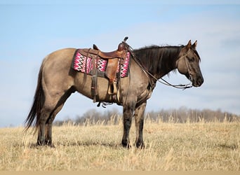 American Quarter Horse, Castrone, 15 Anni, 155 cm, Grullo
