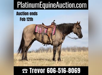 American Quarter Horse, Castrone, 15 Anni, 155 cm, Grullo