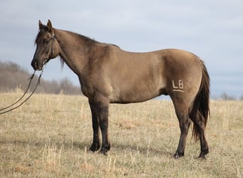 American Quarter Horse, Castrone, 15 Anni, 155 cm, Grullo