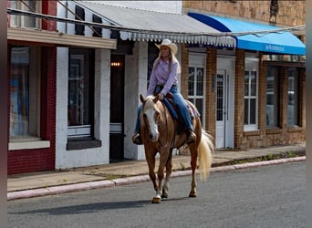 American Quarter Horse, Castrone, 15 Anni, 155 cm, Palomino