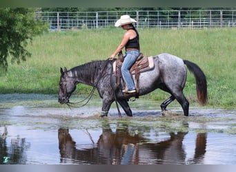 American Quarter Horse, Castrone, 15 Anni, 155 cm, Roano blu