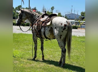 American Quarter Horse, Castrone, 15 Anni, 155 cm, Sauro scuro