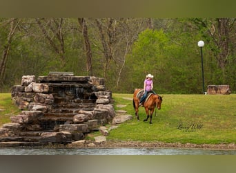 American Quarter Horse, Castrone, 15 Anni, 157 cm, Falbo