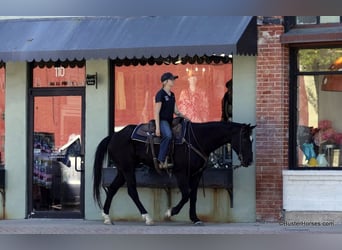 American Quarter Horse, Castrone, 15 Anni, 157 cm, Morello