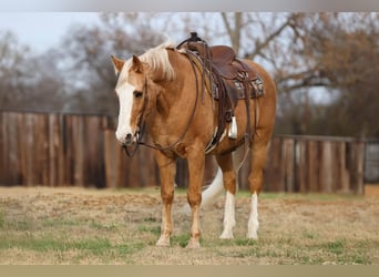 American Quarter Horse, Castrone, 15 Anni, 157 cm, Palomino