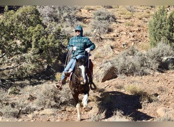 American Quarter Horse, Castrone, 15 Anni, 157 cm, Tobiano-tutti i colori