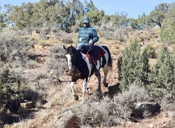 American Quarter Horse, Castrone, 15 Anni, 157 cm, Tobiano-tutti i colori