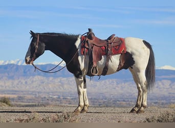 American Quarter Horse, Castrone, 15 Anni, 157 cm, Tobiano-tutti i colori