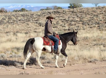 American Quarter Horse, Castrone, 15 Anni, 157 cm, Tobiano-tutti i colori