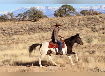 American Quarter Horse, Castrone, 15 Anni, 157 cm, Tobiano-tutti i colori