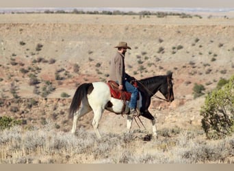 American Quarter Horse, Castrone, 15 Anni, 157 cm, Tobiano-tutti i colori