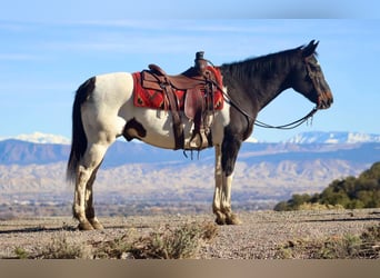 American Quarter Horse, Castrone, 15 Anni, 157 cm, Tobiano-tutti i colori