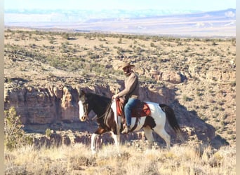 American Quarter Horse, Castrone, 15 Anni, 157 cm, Tobiano-tutti i colori