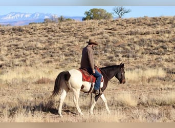 American Quarter Horse, Castrone, 15 Anni, 157 cm, Tobiano-tutti i colori