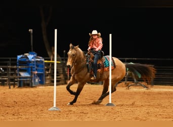 American Quarter Horse, Castrone, 15 Anni, 160 cm, Pelle di daino