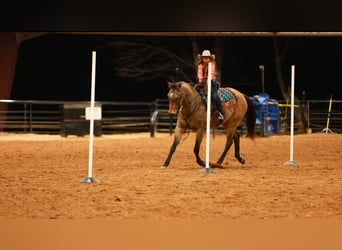 American Quarter Horse, Castrone, 15 Anni, 160 cm, Pelle di daino