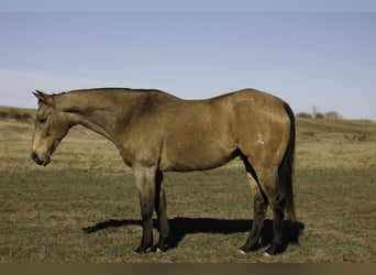 American Quarter Horse, Castrone, 15 Anni, 160 cm, Pelle di daino