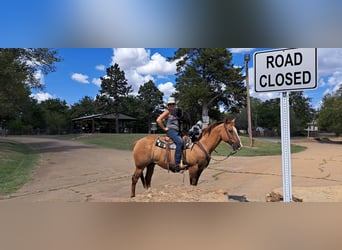 American Quarter Horse Mix, Castrone, 15 Anni, 160 cm, Red dun