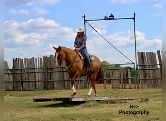 American Quarter Horse Mix, Castrone, 15 Anni, 160 cm, Red dun