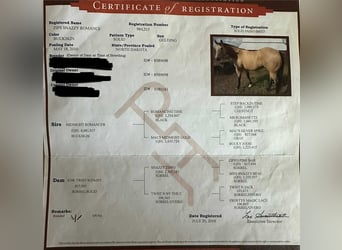 American Quarter Horse, Castrone, 15 Anni, 163 cm, Pelle di daino