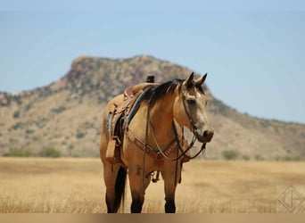 American Quarter Horse, Castrone, 15 Anni, 163 cm, Pelle di daino
