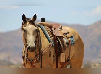 American Quarter Horse, Castrone, 15 Anni, 163 cm, Pelle di daino