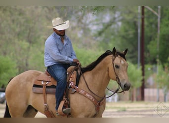 American Quarter Horse, Castrone, 15 Anni, 163 cm, Pelle di daino