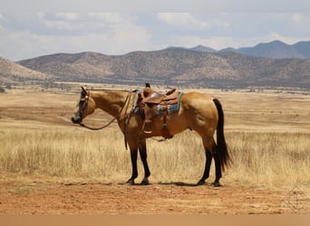 American Quarter Horse, Castrone, 15 Anni, 163 cm, Pelle di daino