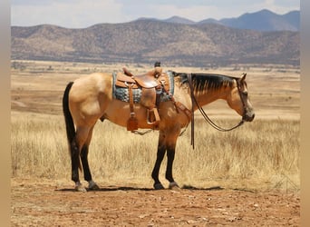 American Quarter Horse, Castrone, 15 Anni, 163 cm, Pelle di daino