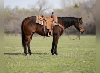 American Quarter Horse, Castrone, 15 Anni, Baio