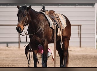 American Quarter Horse, Castrone, 15 Anni, Baio