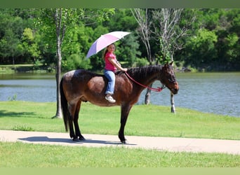 American Quarter Horse, Castrone, 15 Anni, Baio roano