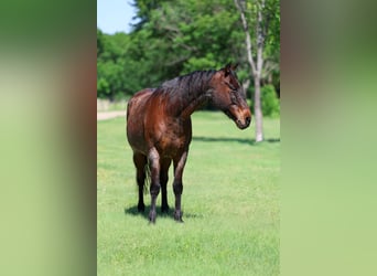American Quarter Horse, Castrone, 15 Anni, Baio roano